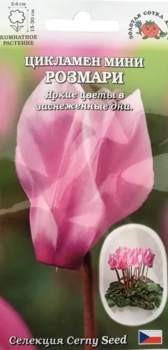 Семена цикламен мини Розмари, Золотая Сотка: фото