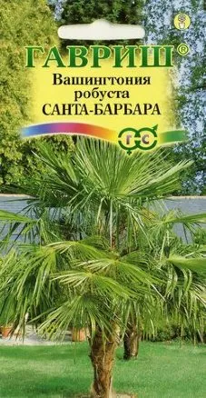 Семена вашингтония робуста Санта-Барбара, Гавриш: фото