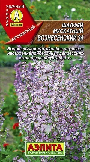Семена шалфей мускатный Вознесенский 24, Аэлита: фото