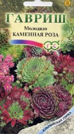 Семена молодило Каменная Роза, Гавриш: фото