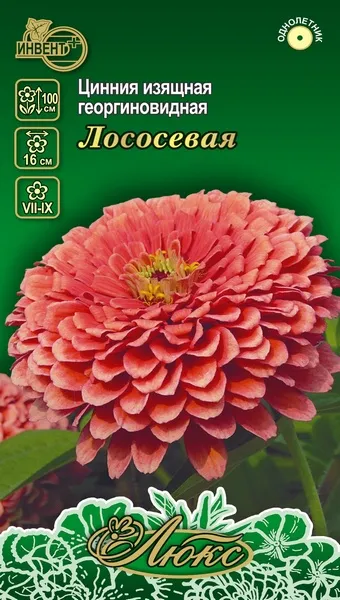 Цинния изящная георгиновидная Лососевая (серия ЛЮКС) ИНВЕНТ+: фото