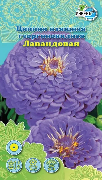 Цинния изящная георгиновидная Лавандовая ИНВЕНТ+: фото