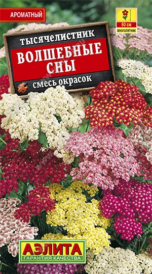 Семена тысячелистник Волшебные Сны смесь, Аэлита: фото