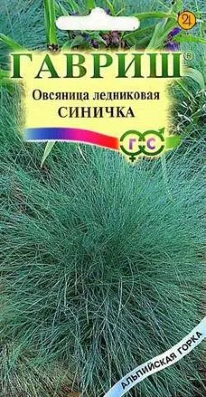 Семена овсяница ледниковая Синичка, Гавриш: фото