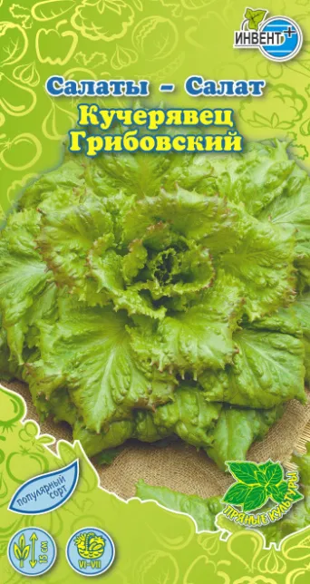 Салат Кучерявец Грибовский, ИНВЕНТ+: фото