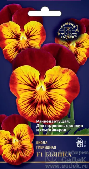 Семена виола Бархатный Вельвет, Золотая Сотка: фото