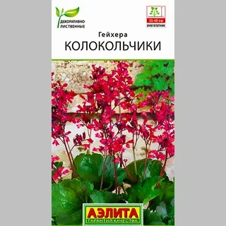 Семена гейхера Колокольчики, Аэлита: фото