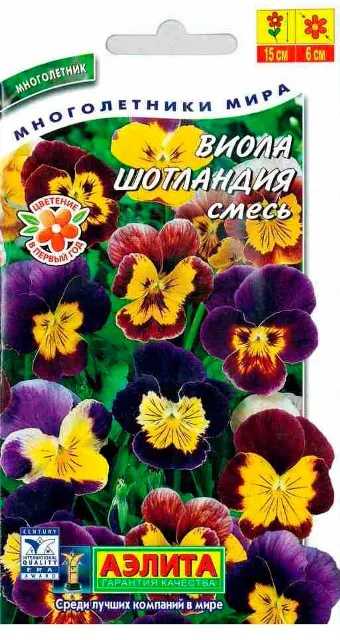 Семена виола Шотландия, Аэлита: фото