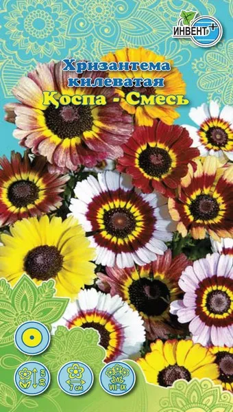 Хризантема Килеватая смесь ИНВЕНТ+: фото