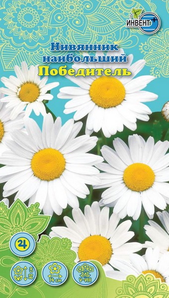 Нивянник наибольший Победитель, ИНВЕНТ+: фото