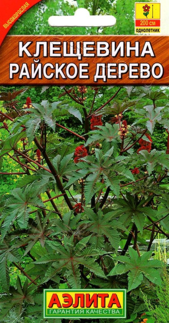 Семена клещевина Райское дерево, Аэлита: фото