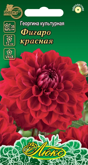 Георгина Фигаро красная (серия ЛЮКС), ИНВЕНТ+: фото