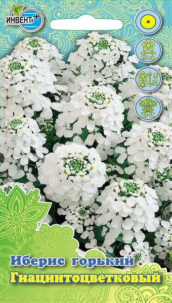 Иберис горький Гиацинтоцветковый, ИНВЕНТ+: фото