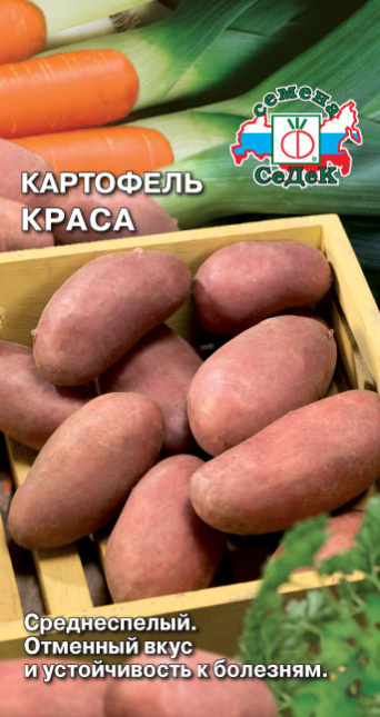 Семена картофель Краса, Седек: фото