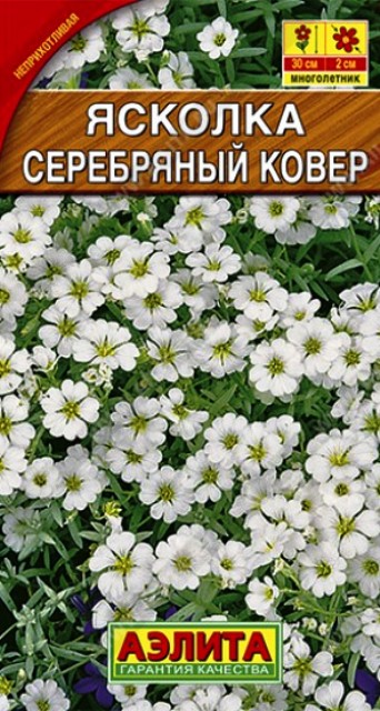 Семена ясколка Серебряный ковер, Аэлита: фото