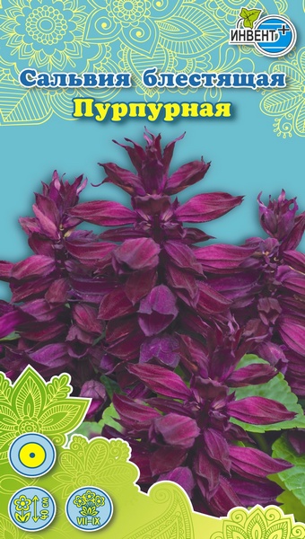 Сальвия блестящая Пурпурная, ИНВЕНТ+: фото