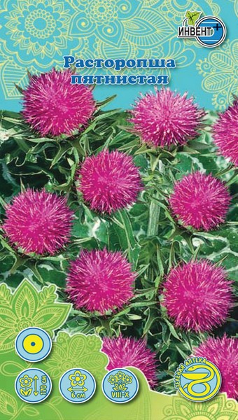 Расторопша  пятнистая, ИНВЕНТ+: фото