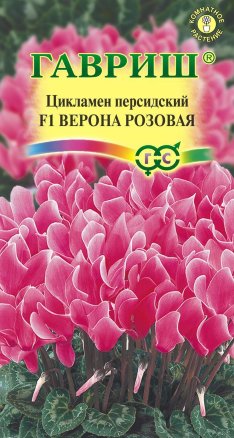 Семена цикламен персидский Верона F1 розовая, Гавриш: фото
