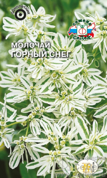 Семена молочай Горный снег, Седек: фото