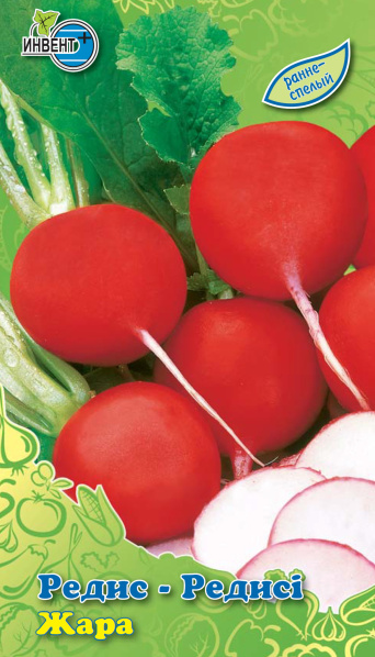 Редис Жара, ИНВЕНТ+: фото