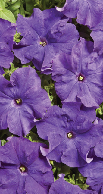 Петуния Мистрал Синяя F1, ИНВЕНТ+: фото