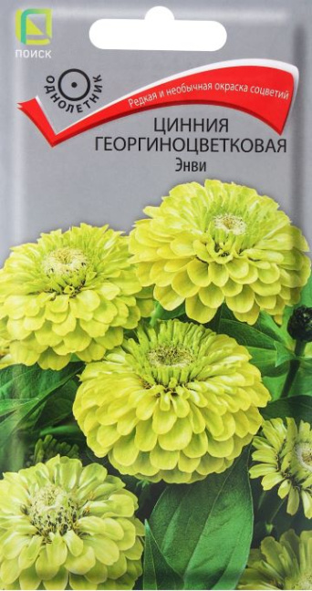 Семена цинния Энви, Поиск: фото