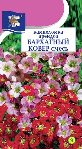 Семена камнеломка Бархатный Ковер, Урожай удачи: фото