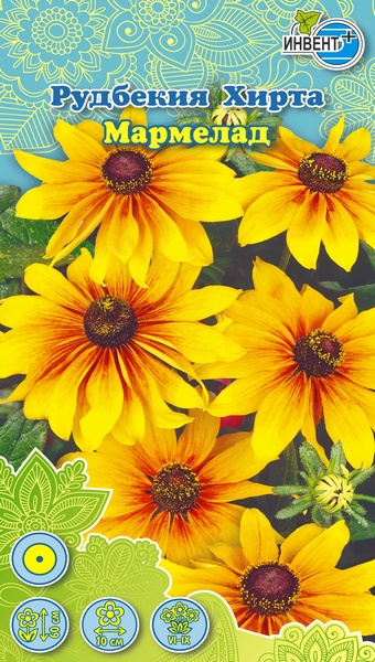 Рудбекия хирта Мармелад, ИНВЕНТ+: фото