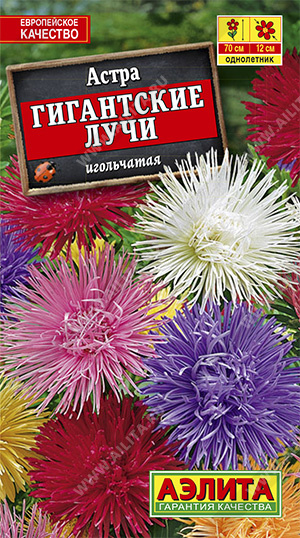Семена астра Гигантские Лучи, смесь, Аэлита: фото