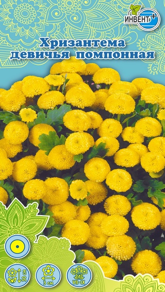Хризантема девичья Помпонная, ИНВЕНТ+: фото