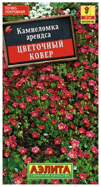 Семена камнеломка Цветочный ковер, Аэлита: фото