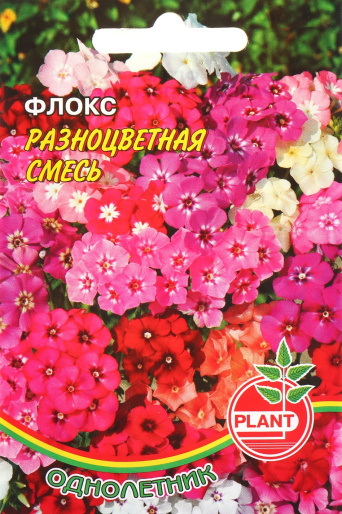 Семена флокс Разноцветная Смесь, Plant: фото