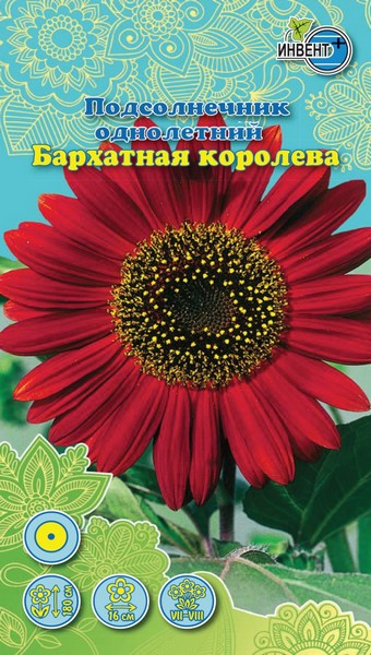 Подсолнечник Бархатная Королева, ИНВЕНТ+: фото