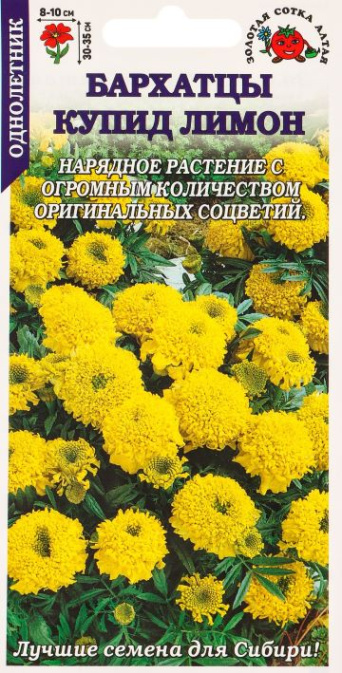 Семена бархатцы прямостоячие (тагетес) Купид Лимон, Золотая сотка: фото