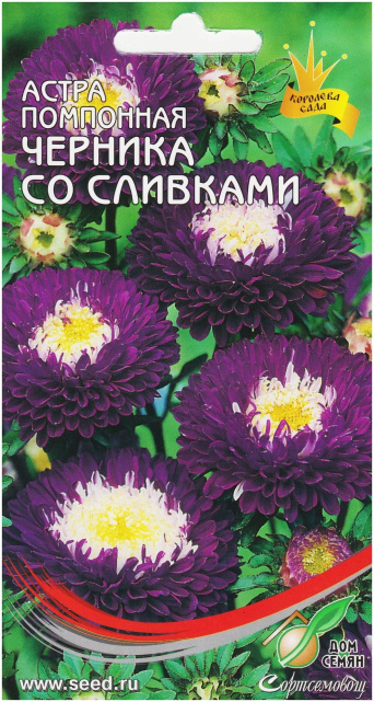 Семена астра помпонная Черника со сливками, Дом семян: фото