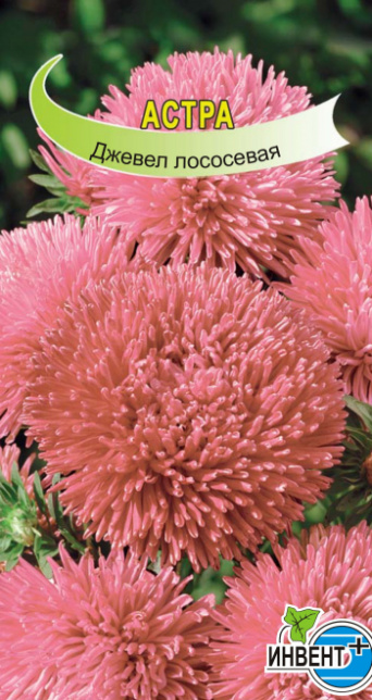 Астра Джевел Лососевая (серия ЛЮКС), ИНВЕНТ+: фото
