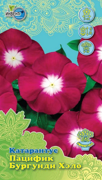 Катарантус Пацифик Бургунди Хэло, ИНВЕНТ+: фото