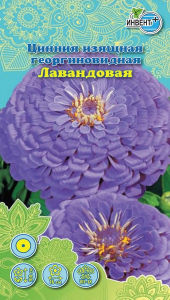 Цинния изящная георгиновидная Лавандовая ИНВЕНТ+: фото