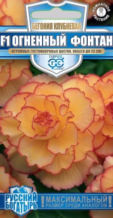 Семена бегония Огненный Фонтан F1, Гавриш: фото