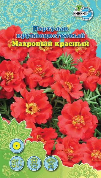 Портулак Махровый красный, ИНВЕНТ+: фото