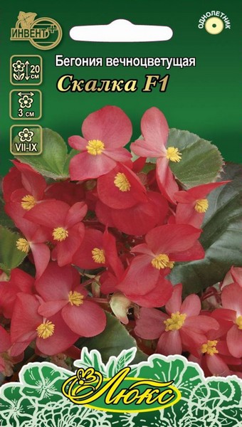 Бегония вечноцветущая Скалка F1 (серия ЛЮКС), ИНВЕНТ+: фото