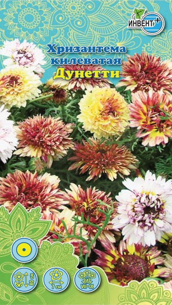 Хризантема килеватая Дунетти, ИНВЕНТ+: фото