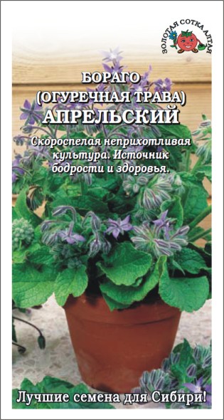 Семена бораго (огуречная трава) Апрельский, Золотая Сотка: фото