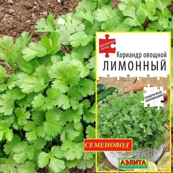 Семена кориандр овощной Лимонный, Аэлита: фото