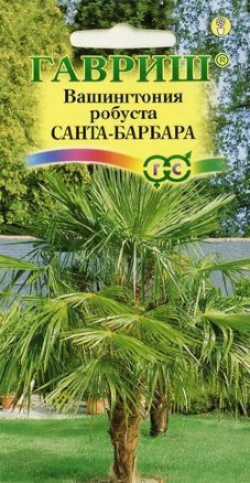 Семена вашингтония робуста Санта-Барбара, Гавриш: фото