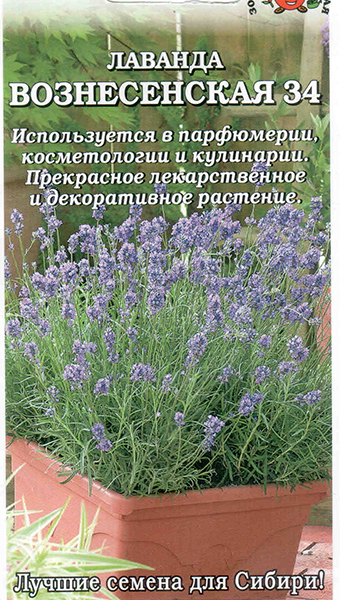 Семена лаванда Вознесенская 34, Золотая Сотка: фото