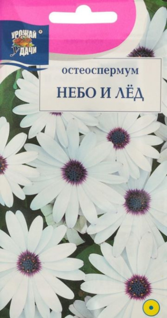 Семена остеоспермум Небо и лед, Урожай удачи: фото