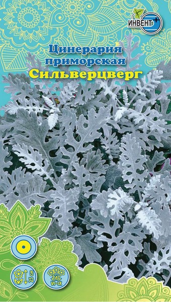 Цинерария приморская Сильверцверг, ИНВЕНТ+: фото