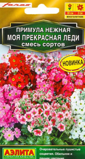 Семена примула нежная Моя прекрасная леди смесь, Аэлита: фото