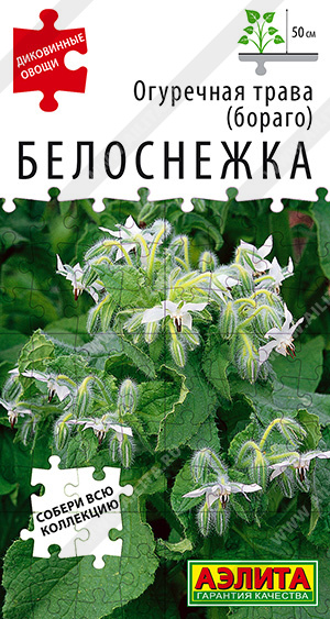 Семена бораго (огуречная трава) Белоснежка, Аэлита: фото